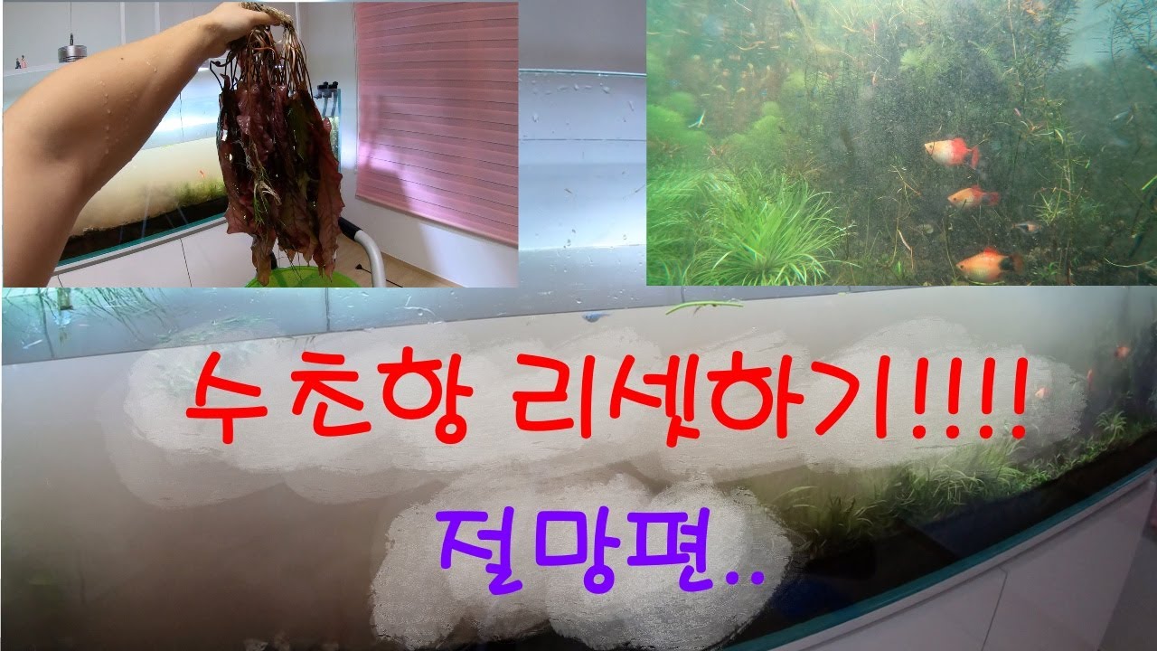수초항 하신다구요? 이래도?? 2.4미터 수초항 리셋영상 / fish tank reset