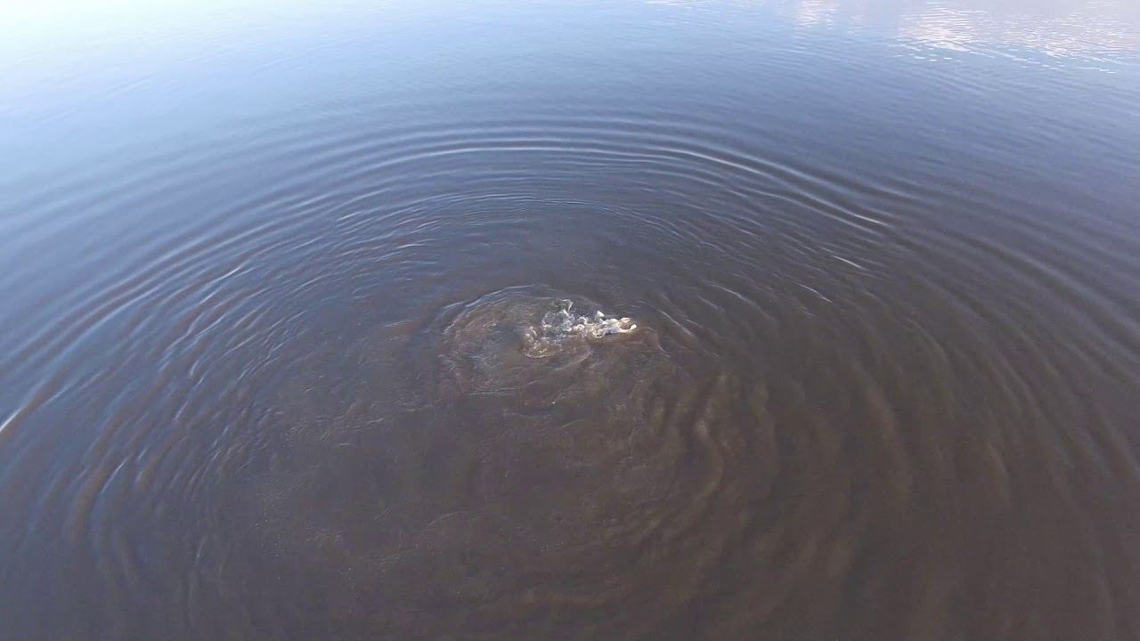 Striped Bass Spawning on the Upper Choptank