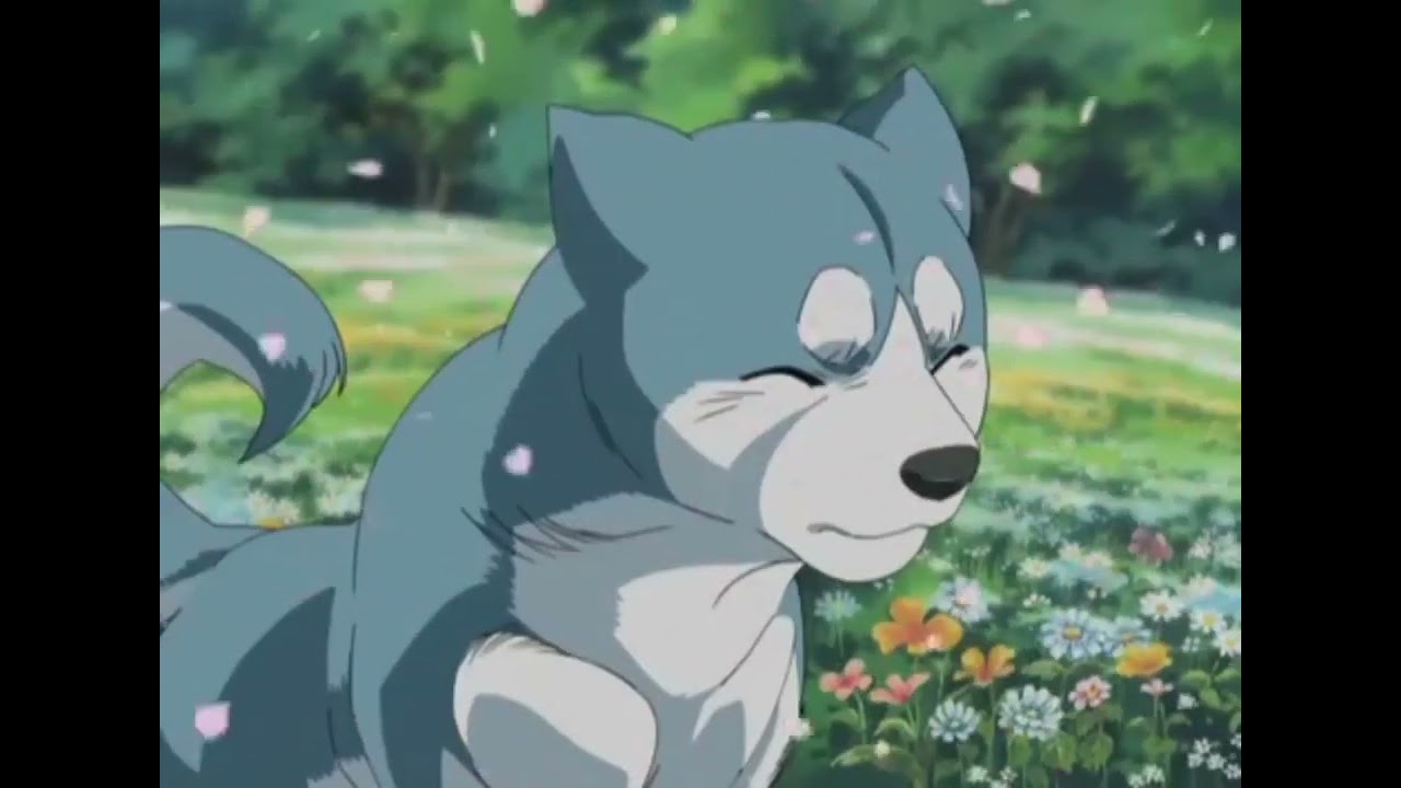 銀牙流れ星銀  銀牙伝説 WEED      桜
