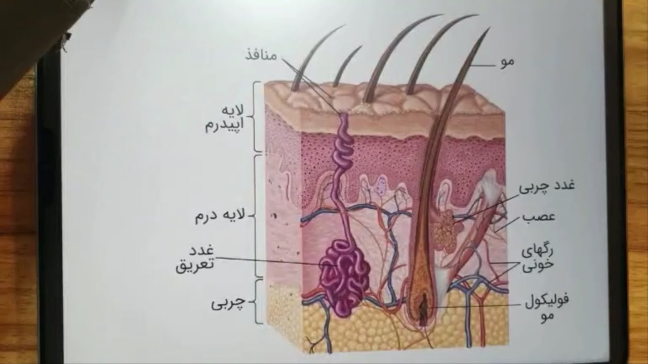 لایو شناخت پوست و لایه های پوستی جلسه ۱