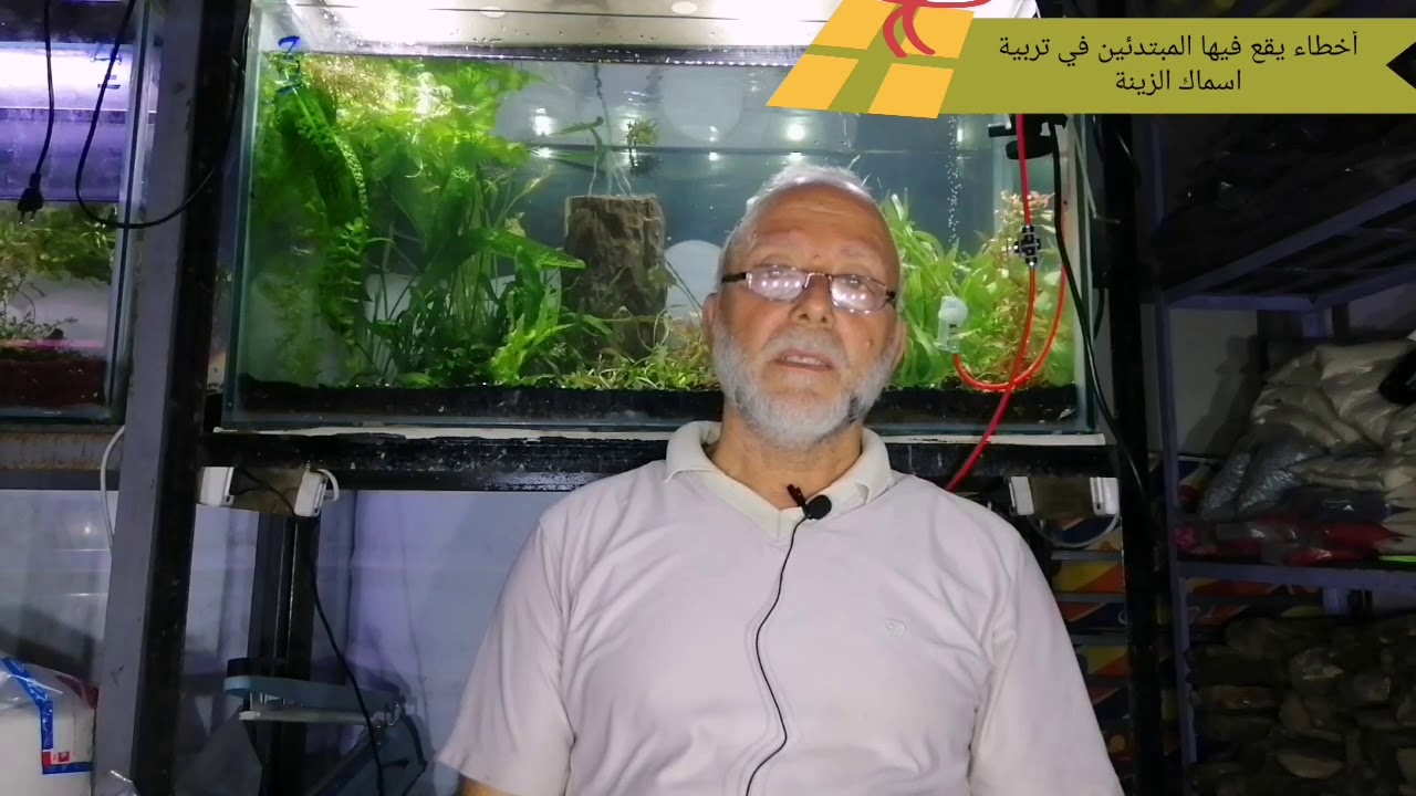 أخطاء يقع فيها المبتدئين في تربية اسماك الزينة