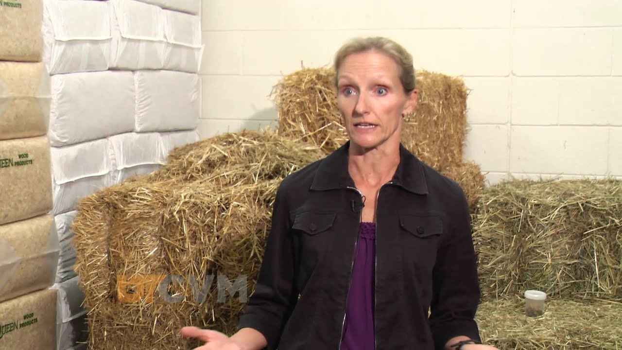 Blister Beetles and Horses: Information from University of Tennessee College of Veterinary Medicine
