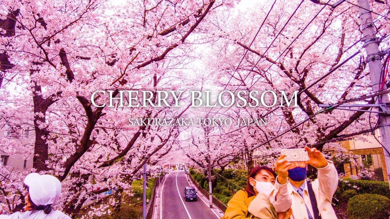 4K AMAZING CHERRY BLOSSOM SAKURAZAKA TOKYO WALKING TOUR|JAPAN  SAKURA|4K Video UHD 60fps NATUR
