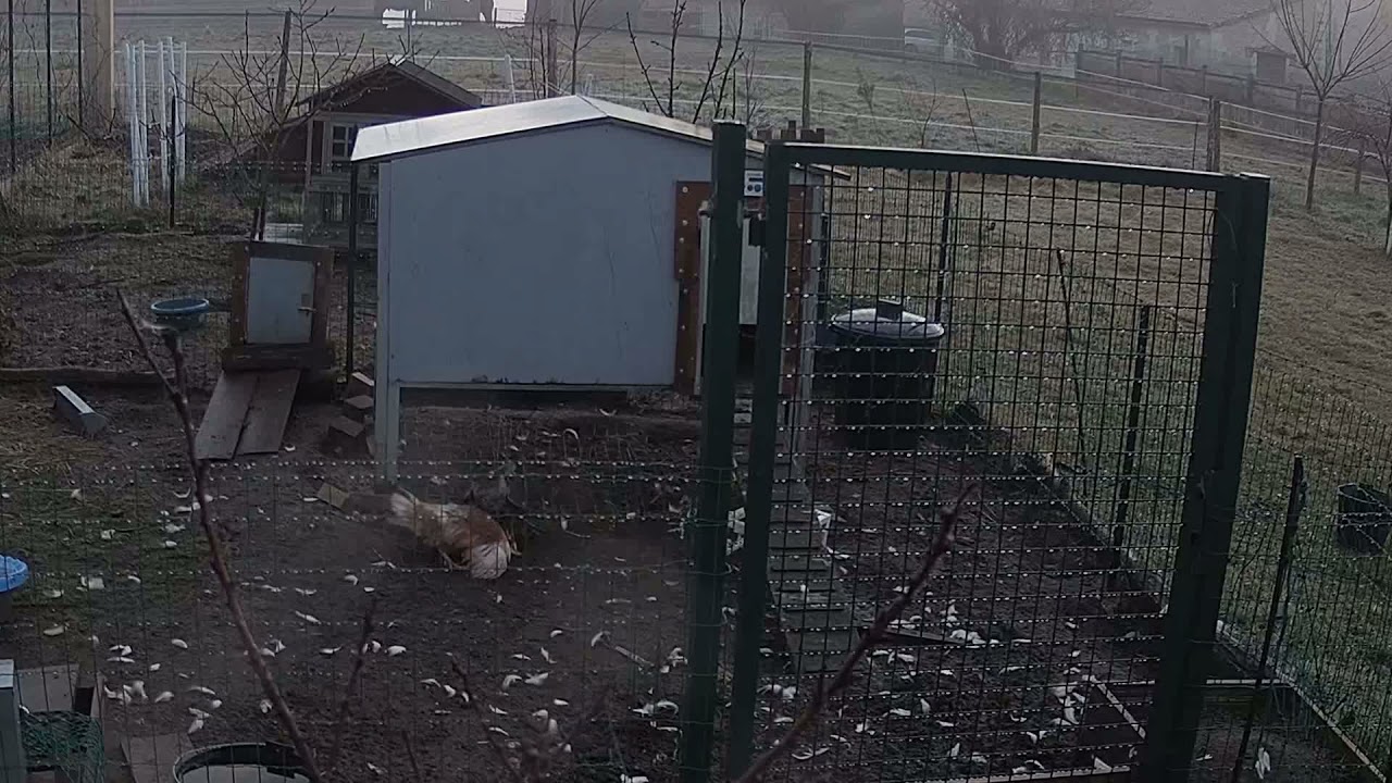 attaque de poule par un rapace