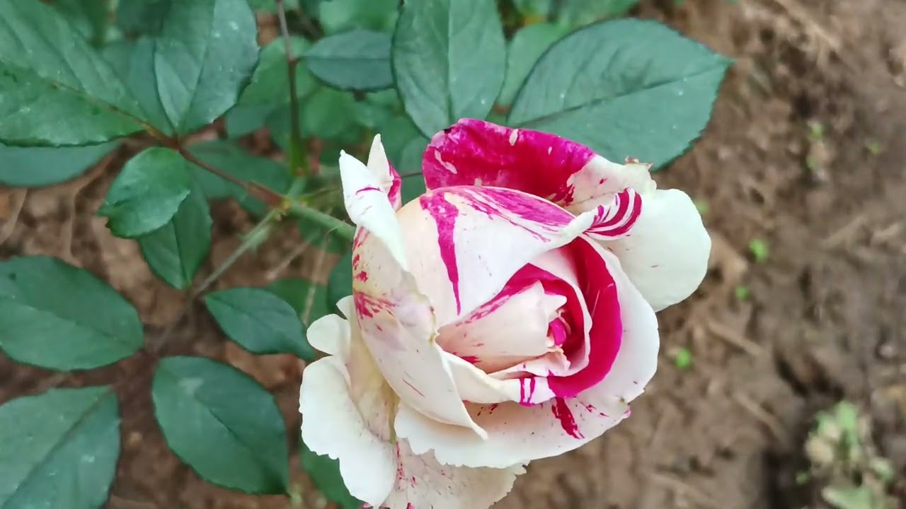 #Rising #RoseGarden