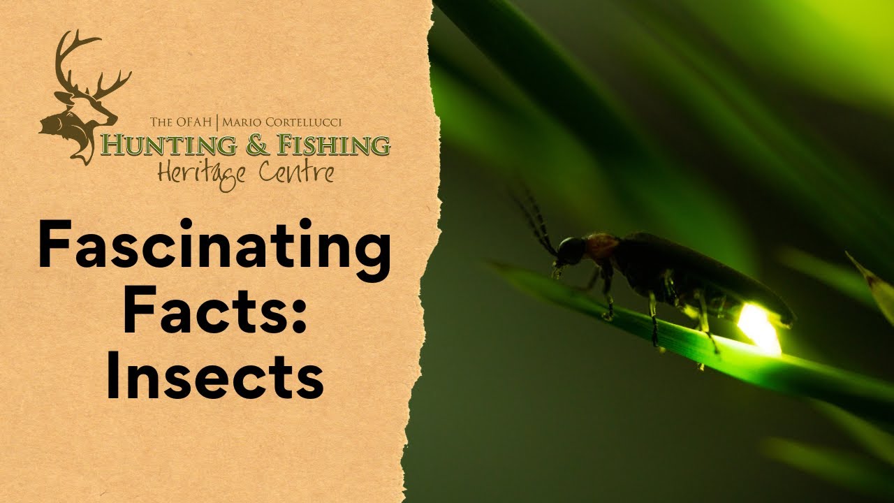 HFHC's Fascinating Facts: Insects