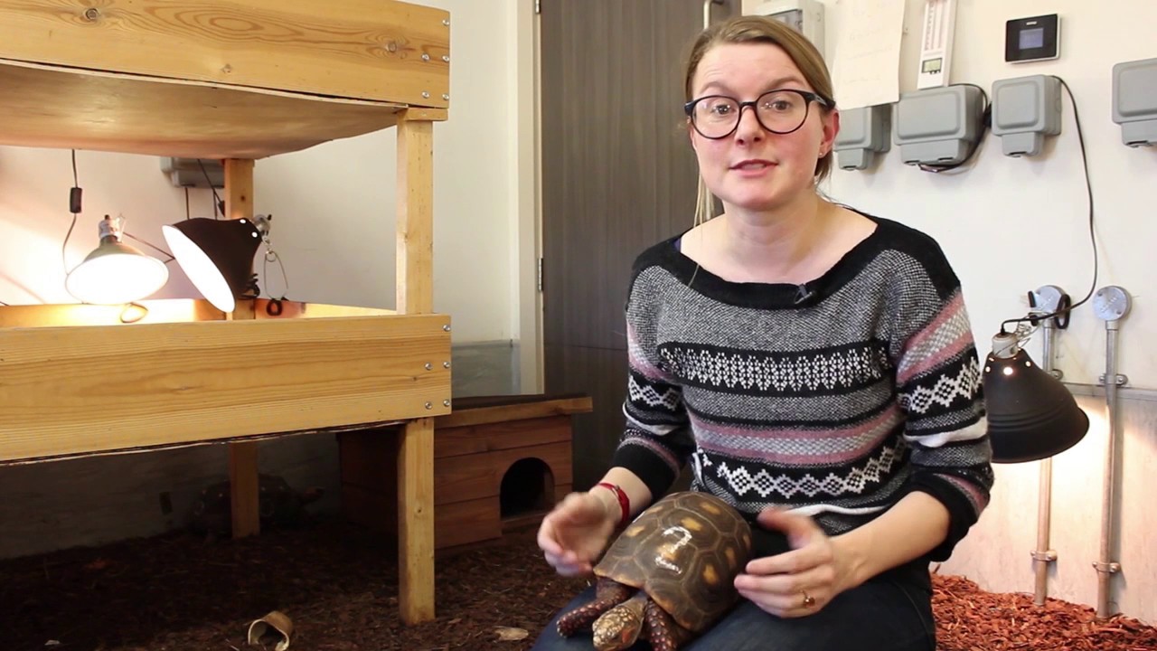 Cold-Blooded Cognition - University of Lincoln