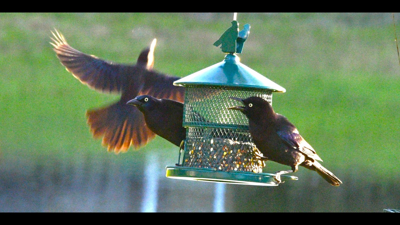 Angry Birds