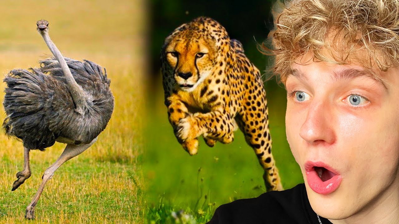 Verdens Hurtigste Dyr!