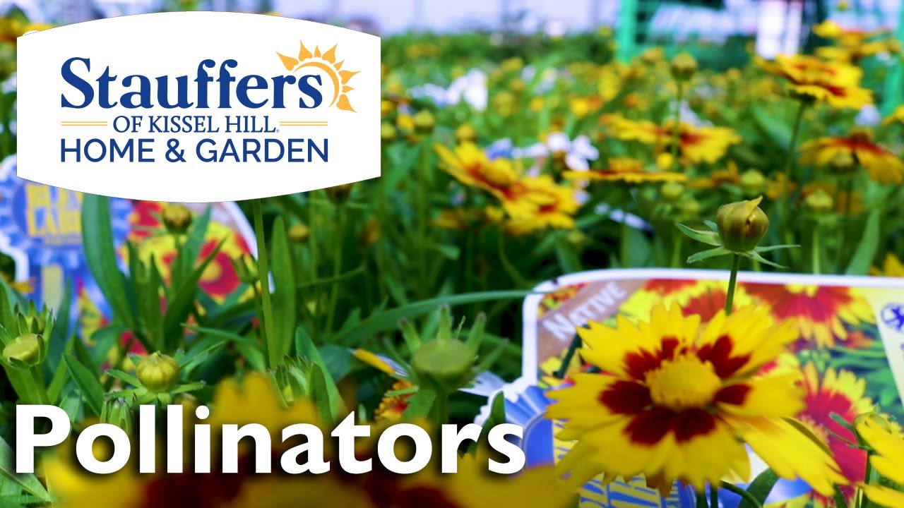 Pollinator-Friendly Plants for Your Garden!
