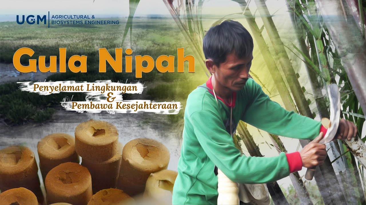 Video Dokumenter - Gula Nipah: Penyelamat Lingkungan & Pembawa Kesejahteraan