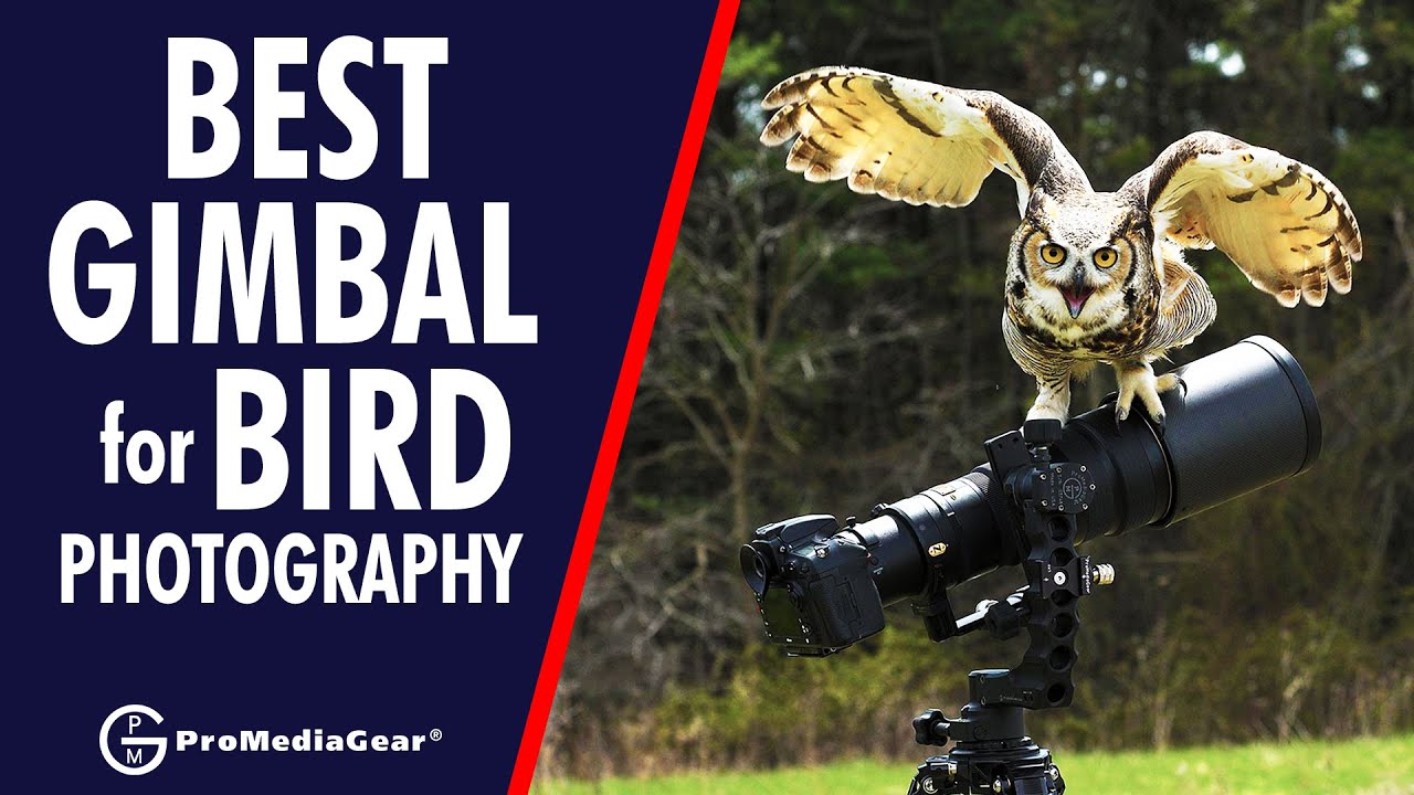 Best Gimbal Head for bird photography for Canon Nikon Sony DSLR Mirrorless 500 600 200-500 - LIVE