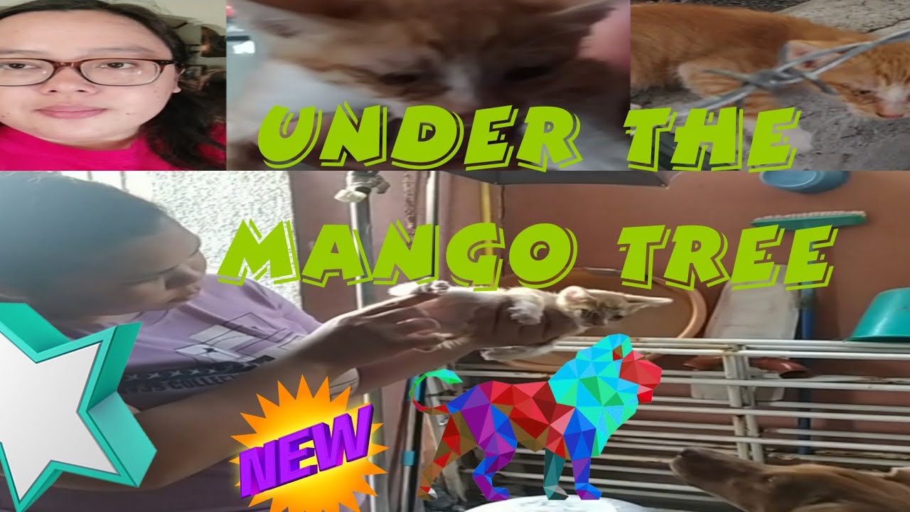 RESCUING A PITY PUSPIN KITTEN ON THE CREEKSIDE WALL | ADOPT DON'T SHOP