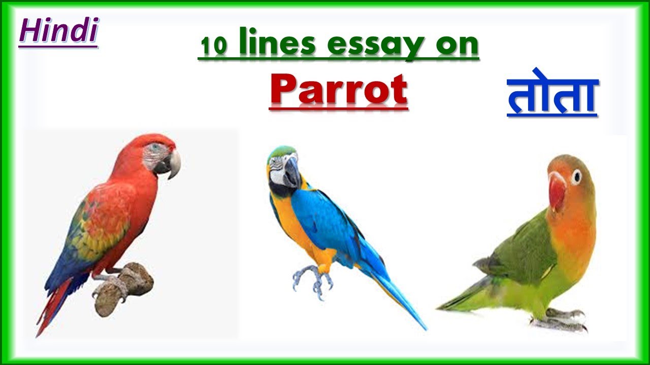 Parrot essay in 10 lines||Hindi||10 lines on Parrot in Hindi