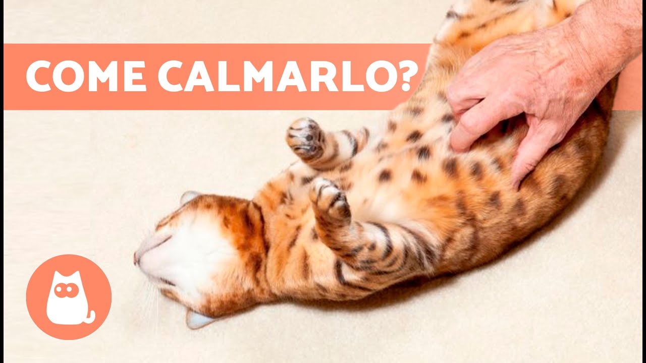 Come CALMARE un GATTO in CALORE 🐱 Un GATTO in CALORE pu&ograve; essere STERILIZZATO?