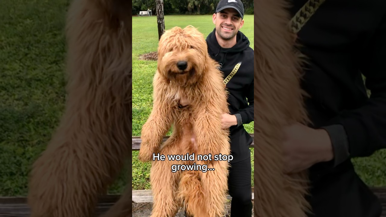 What it’s like owning the WORLD’s fluffiest dog! 