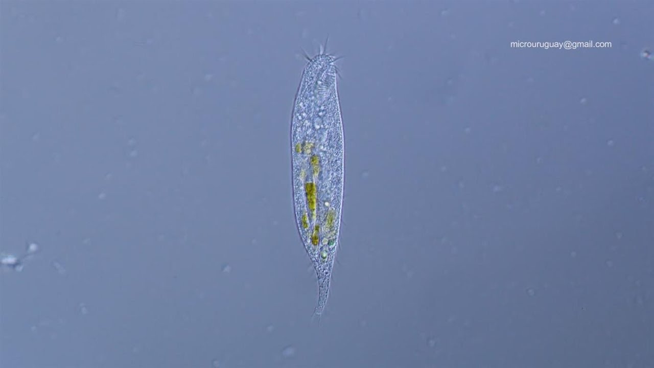 Ciliado hipotrico, un monstruo vegetariano - Hypotrichia ciliate a vegetarian monster