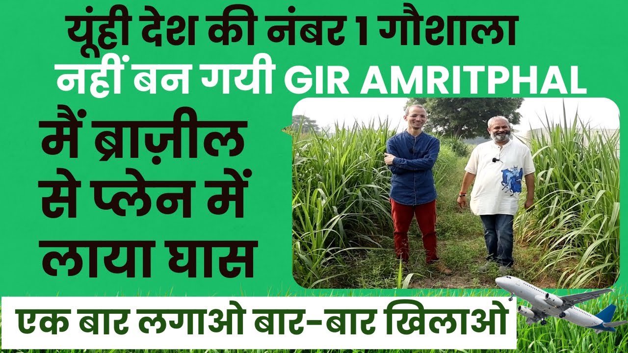 Brazil से प्लेन में लाए चारे की स्टिक, Gir Amritphal Gaushala का चारा प्रबंधन । Dairy Farming ।