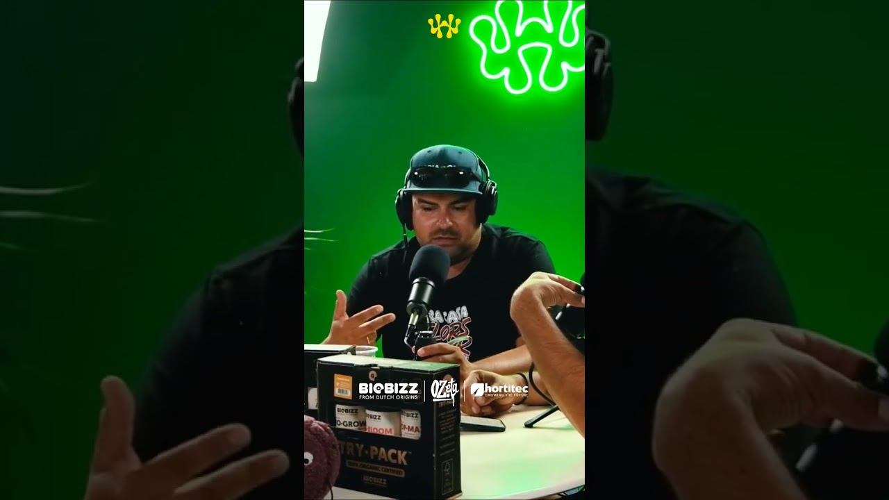 Los tricomas y sus puntos de madurez con Fato Grower #podcast #cannabiseducation