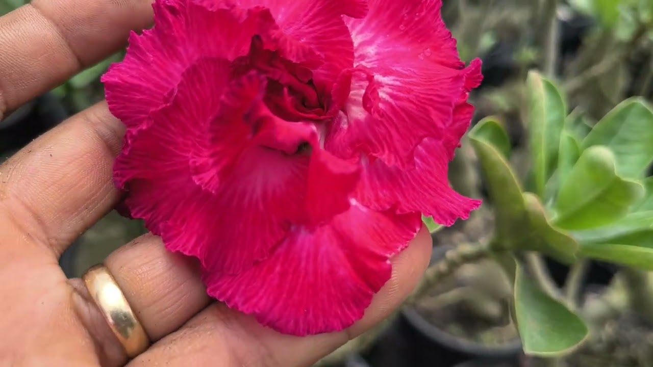 Que transformação que floração