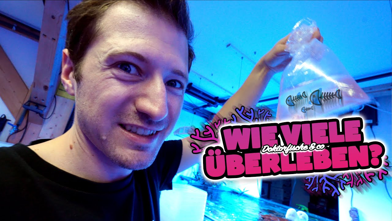 Wie viele Fische sterb*n beim Import? (685 Importe)