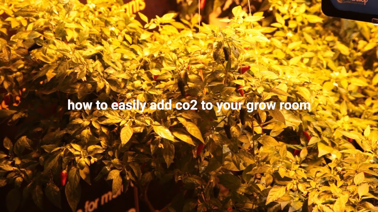 How to Easily Add CO2 to your Grow Room