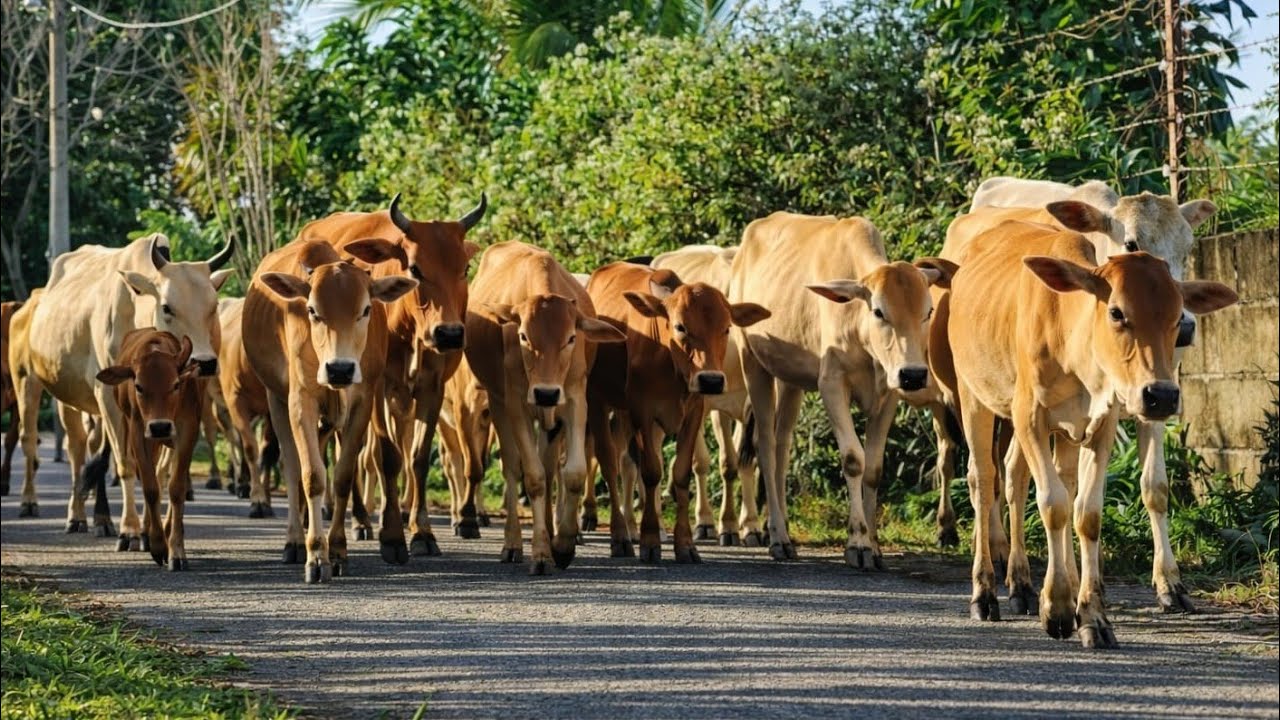 the activity of herding cute, tame cows that walk cheerfully with the tame cow cow sound cow Moo