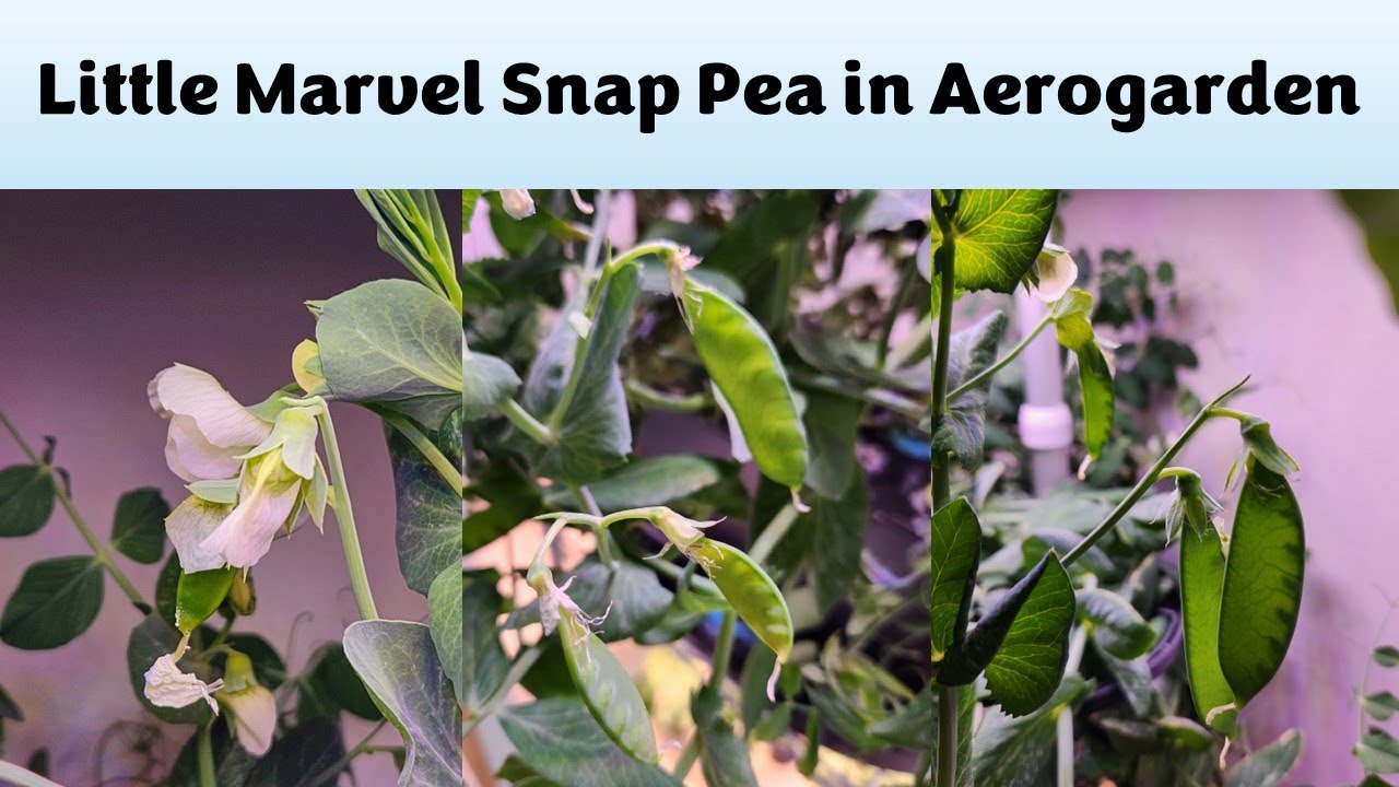 Little Marvel Snap Peas in Aerogarden Bounty Basic Hydroponics System