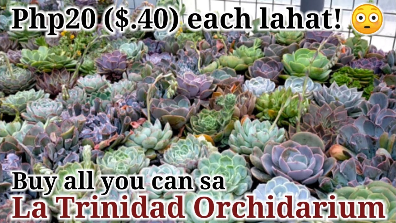Part 3: Our newly discovered La Trinidad Orchidarium || Napakamura ng mga Succulents at halaman dito