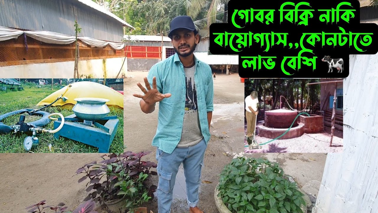 গোবর বিক্রি নাকি বায়োগ্যাস,,কোনটাতে লাভ বেশি 🐄