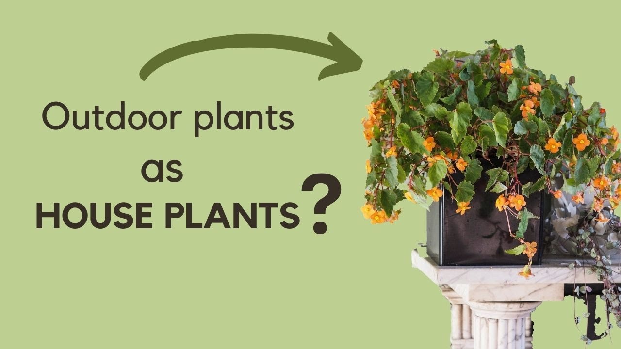 Indoor/outdoor plants. With The Horti-Culturalists. House plants you can also grow outside