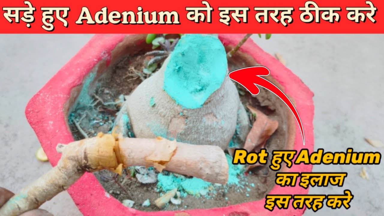 सड़े गले Adenium पौधे को इस तरह ठीक करे / Adenium Plant Branch Rot Easy Method Save Plant 