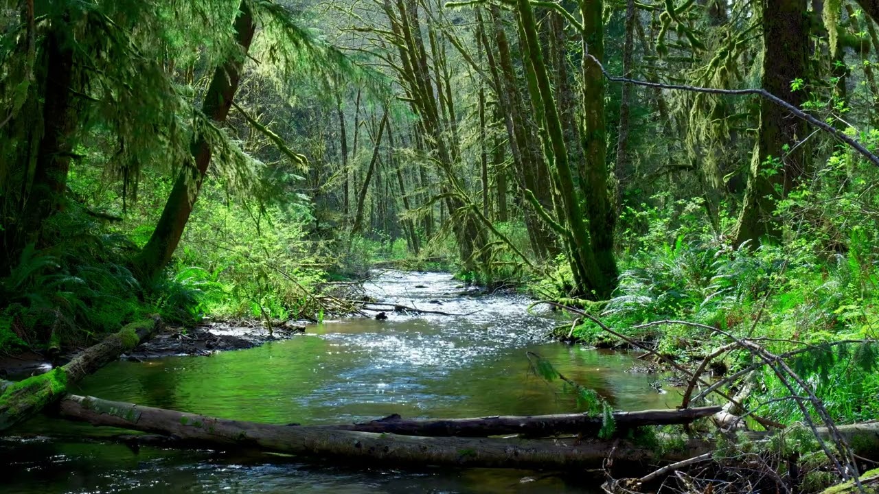 Pacific Northwest River Sounds - Good for Relaxation - Tillamook State Forest, Oregon - 1Hr | 4K