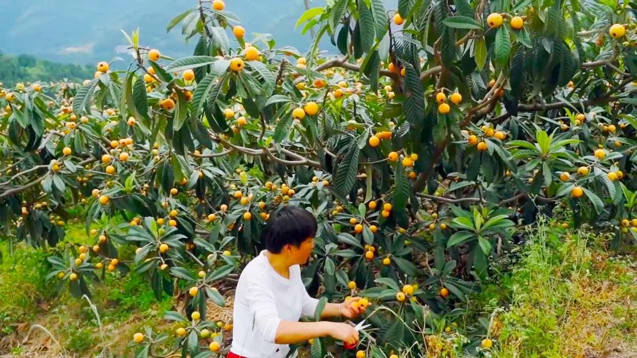 满树的枇杷吃不完，阿嬷摘来熬枇杷膏晒枇杷脯，再做成枇杷蜜饯【森山野纪】