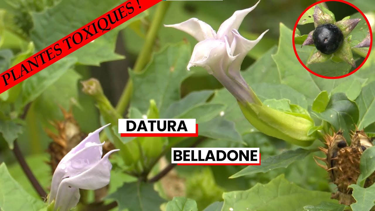 Datura et Belladone : deux plantes tr&egrave;s toxiques dignes des sorci&egrave;res