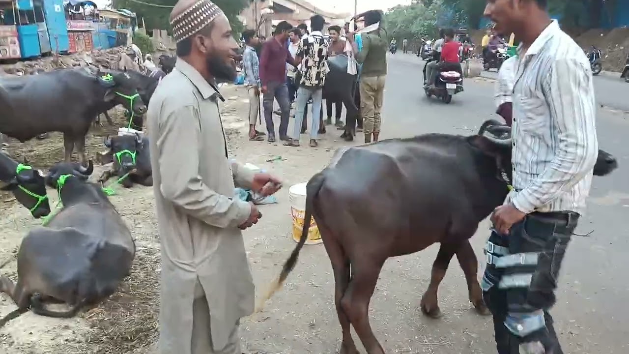 Jinsi choraha Bhopal Bakra Mandi