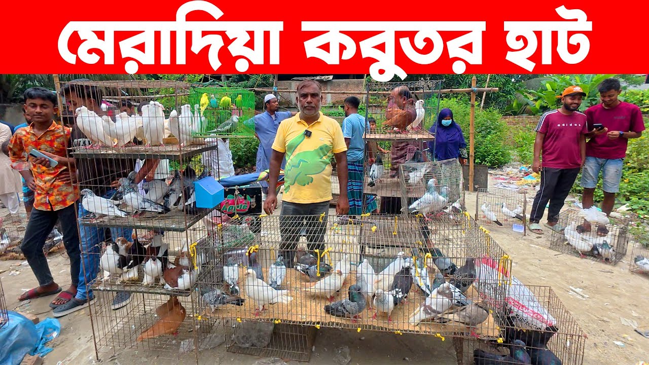 মেরাদিয়া কবুতর হাট | kobutor hat 2025 | today pigeon market in bd | meradiya kobutor hat