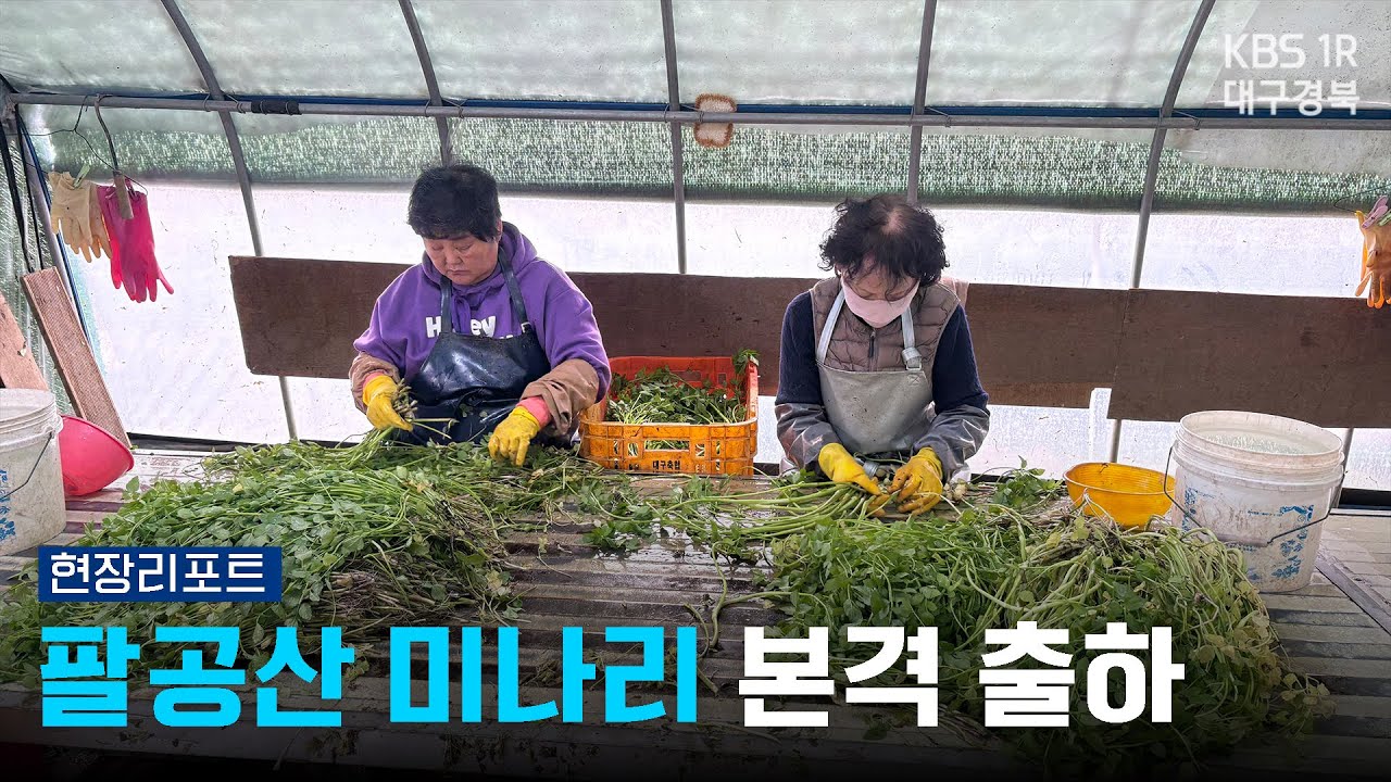 팔공산 미나리 본격 출하 [현장리포트] 260120