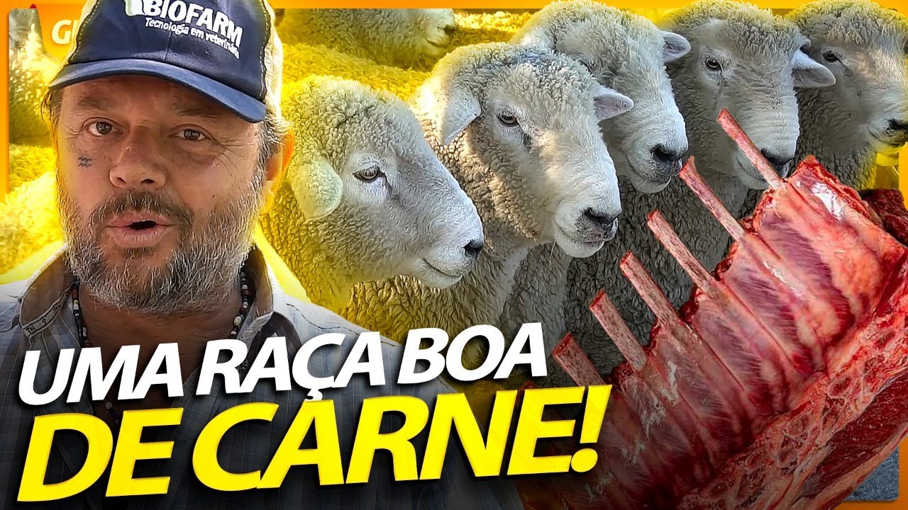 ROMNEY MARSH, UMA RAÇA DE OVELHA QUE PRODUZ MUITA CARNE! | RICHARD RASMUSSEN