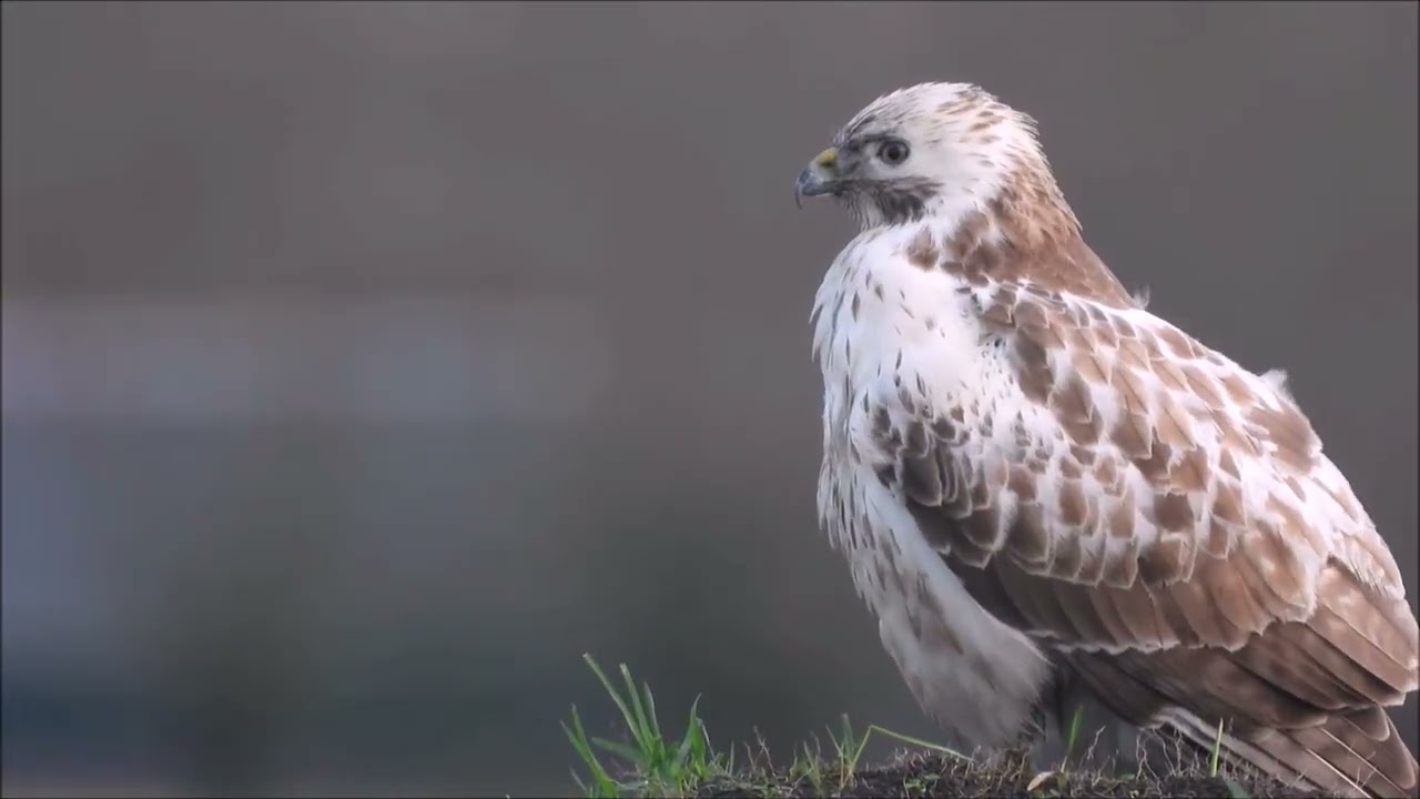 Michael de Vries natuurvideo's - Natuur in ons land - Buizerd