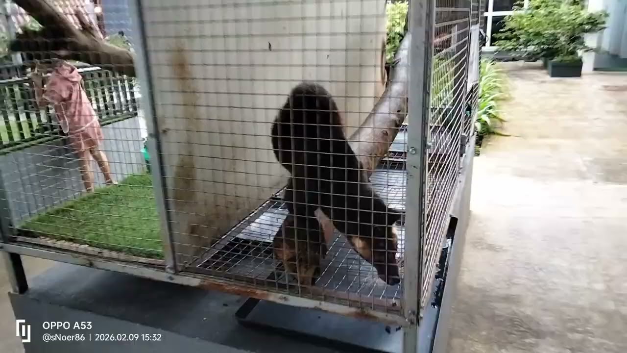 Burung Hantu Leuit Maeja Tasikmalaya 