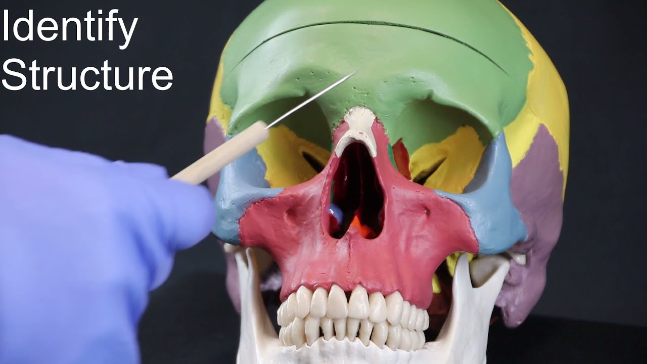Skull Quiz Part I (Frontal, Parietal, Temporal, and Occipital Bones)