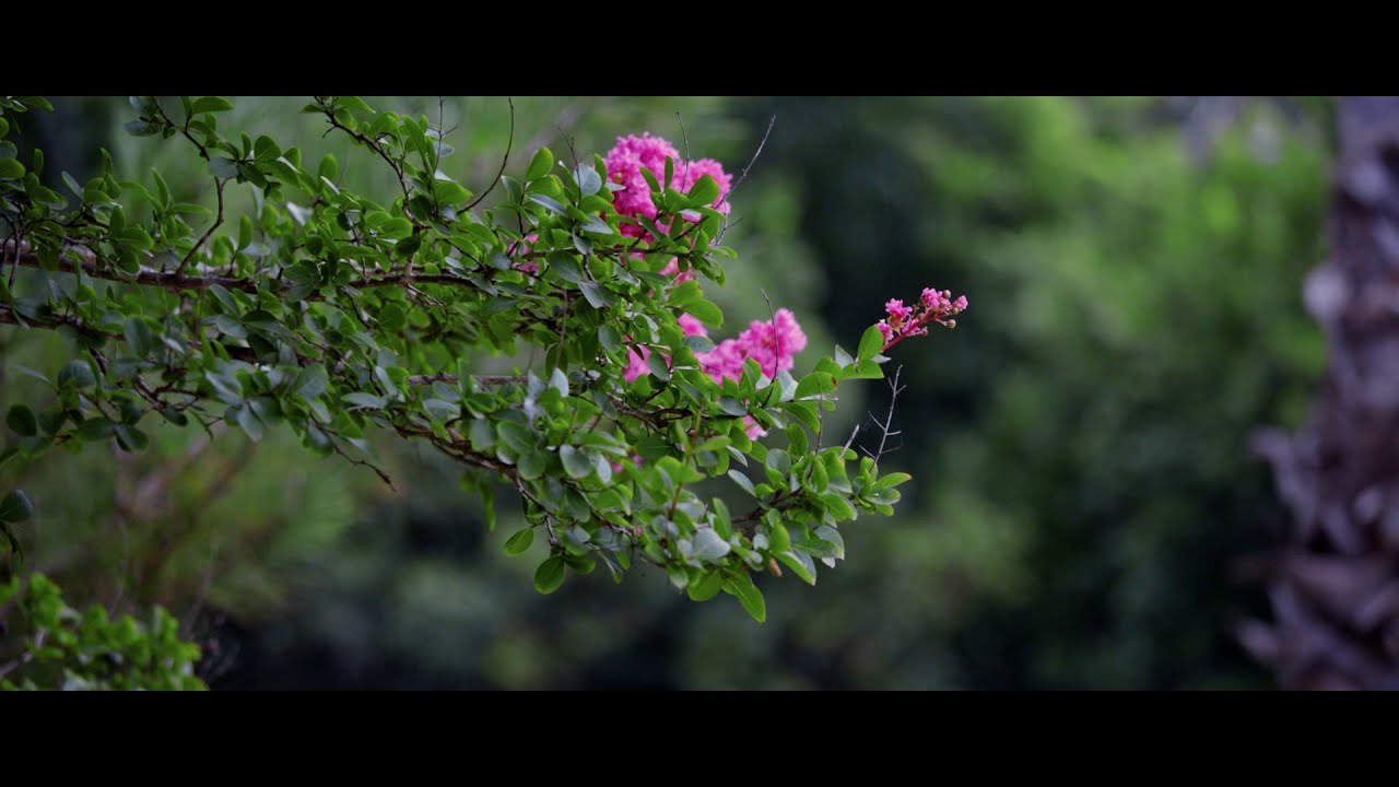 Canon 5D mark iii || Magic Lantern || Raw || Canon 50MM 1.4 || 70-200MM
