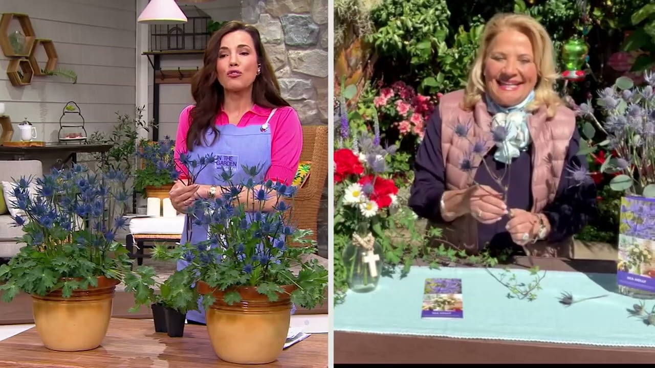 Ultimate Innovations 2-Pc Sea Holly Eryngium Live Plants on QVC