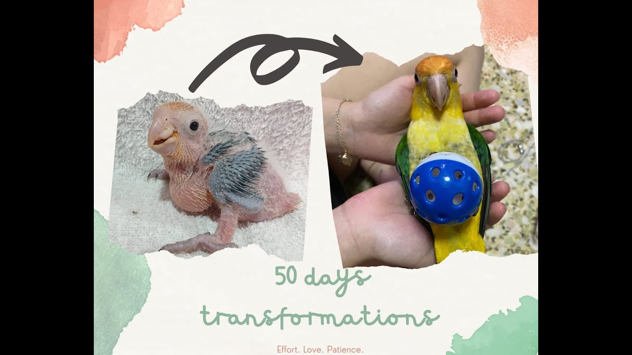 Baby White Bellied Caique Growth | Time-lapse |  Day 20 to 70
