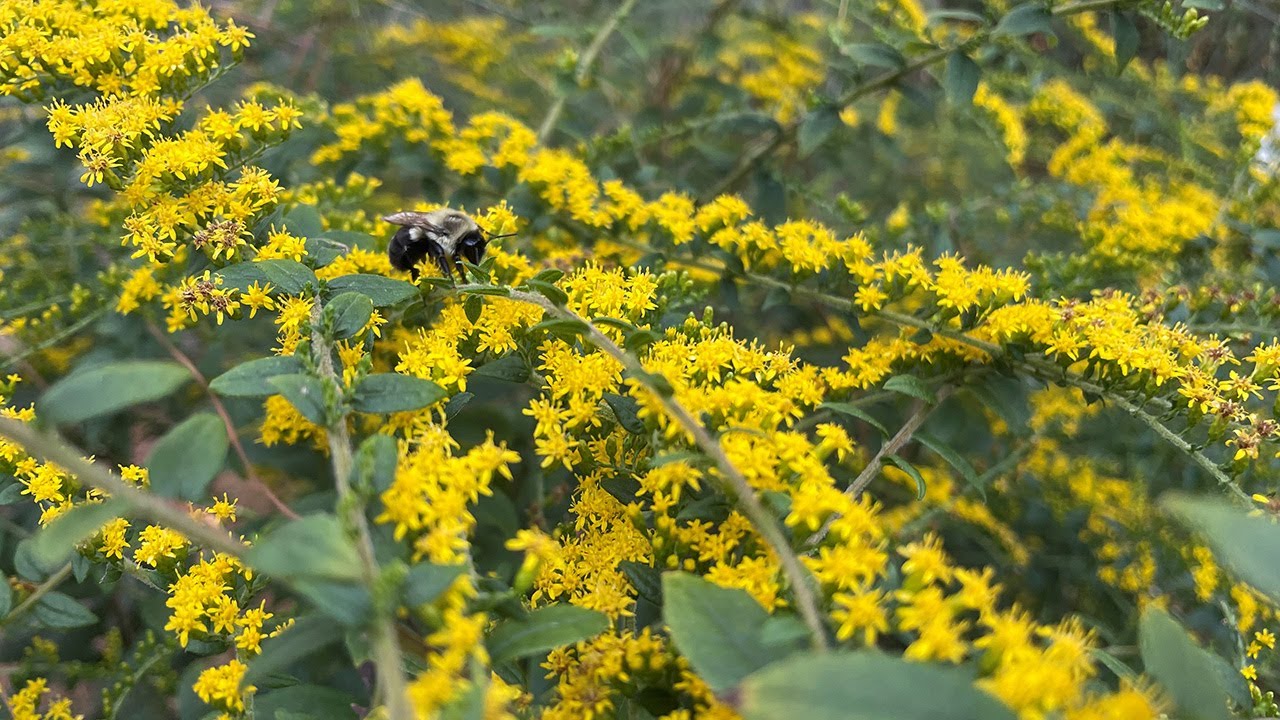 NC Native Plant Pick: Goldenrods