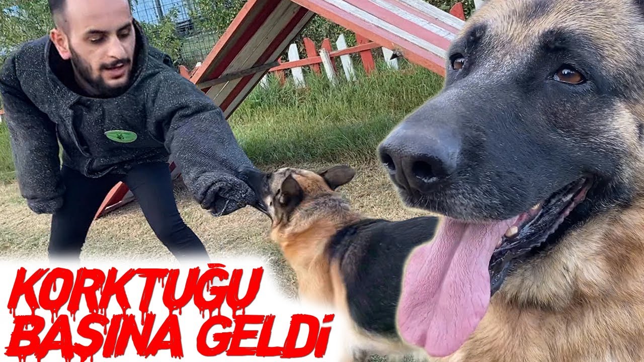 ISIRILDI, CEZASINI ÇEKTİ! 😉 Köpek Saldırısı ve K9 Eğitimi! #inanoğlu #köpekeğitim