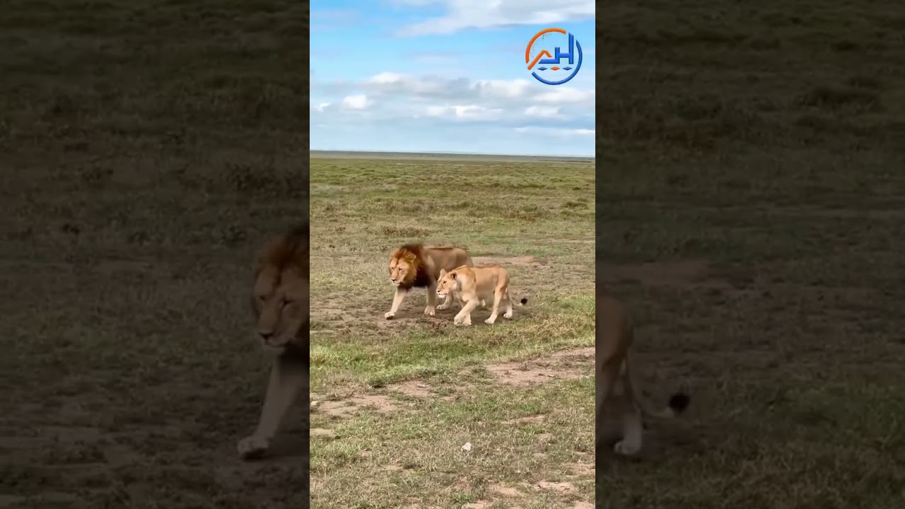 “Lion and Lioness: The Power of a Supportive Couple 🦁❤️”