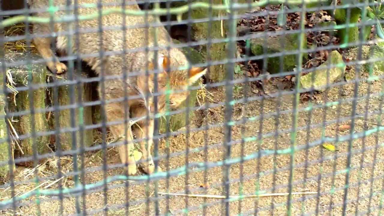 jungle cat call