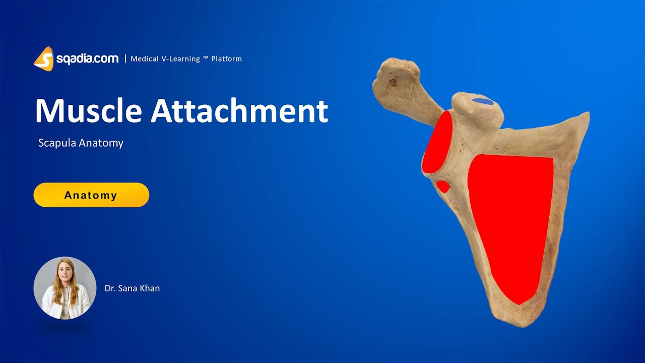 Scapula Anatomy | Muscle Attachment | Upper Limb Bones | V-Learning&trade;